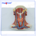 PNT-0345 Modelo anatómico de los músculos cervicales anteriores de tamaño real